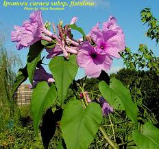 Image result for Ipomoea carnea