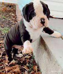 Look at the history of the original bulldog and you will want an olde english bulldogge puppy to call your own. Old English Bulldog Puppies For Sale Athens Al 347397