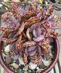 Image result for Kalanchoe humilis