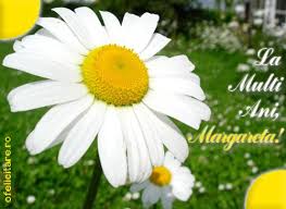 La Multi Ani Margareta Flowers Margarita Plants