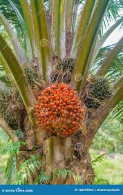 Image result for Elaeis guineensis
