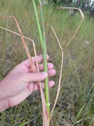 Image result for Pogonochloa