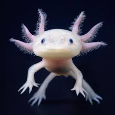They are one of the most popular freshwater fish kept as a pet. A Weird But Very Cute Sea Creature Called Axolotl