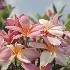 Pua Melia Ke Aloha Maui Sharon Mau Flower Pot Design Plumeria Flowers Flower Pots
