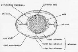 We demonstrate in our first example, how to draw a line. The Avian Egg Poultry Hub Australia