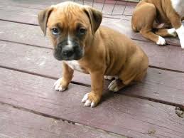 No puppies were found with that criteria. Litter Of 3 Boxer Puppies For Sale In Marshfield Mo Adn 48365 On Puppyfinder Com Gender Male Age 8 W Boxer Puppies Puppies For Sale Boxer Puppies For Sale