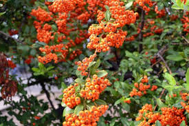 Image result for Pycnosphaera buchananii