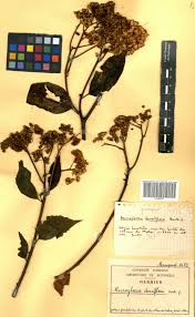 Image result for Microglossa densiflora