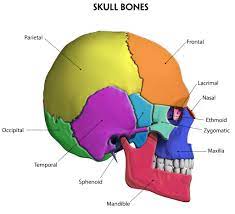 Benefits Of Foot Zoning The Cranial Bones