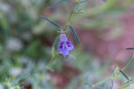 Image result for Anticharis senegalensis