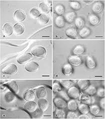 Image result for Berkheya bipinnatifida