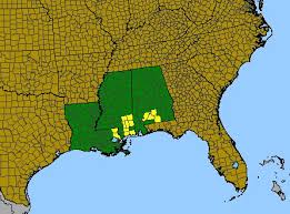 Image result for Isoetes rwandensis