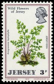 Image result for Anogramma