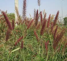 Image result for Panicum graciliflorum
