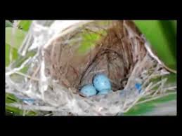 Sukses menangkar ciblek kristal di kandang terbuka habitat burung beranjangan di alam liar. Mencari Sarang Burung Ciblek Atau Cericap Air 2 Youtube