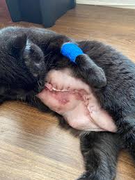 We discuss risk factors, early signs of mammary tumours, treatment and prevention. My Cat Has Breast Cancer She Had Surgery Yesterday And Now Looks Like Frankenstein Cats