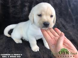 We are a hobby breeder of exceptional akc english labrador puppies located in the heart of southern california. Best English Labrador Retriever Puppies For Sale Labrador Puppies For Sale Labrador Puppy Labrador Retriever Puppies