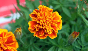 Maybe you would like to learn more about one of these? Common Garden Plants Might Help Keep Bugs Away Morning Ag Clips