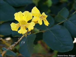 Image result for Markhamia zanzibarica