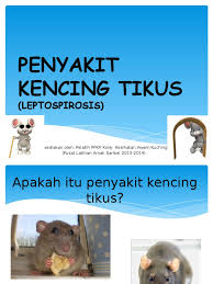 Haiwan dijangkiti ada kalanya menunjukkan tanda sakit, tetapi sekadar menjadi pembawa dan tidak memindahkan jangkitan. Penyakit Kencing Tikus