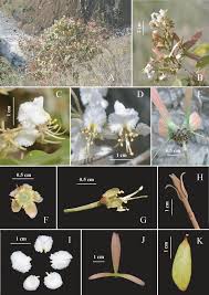 Image result for Flabellariopsis acuminata