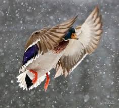 Rockwood is a village in somerset county, maine, united states. Pin On Birds In The Moosehead Lake Region