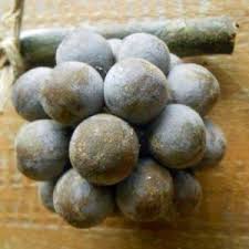 Image result for Garcinia buchananii