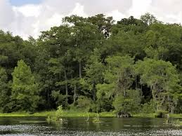 Check spelling or type a new query. Edward Ball Wakulla Springs State Park Florida World Enough