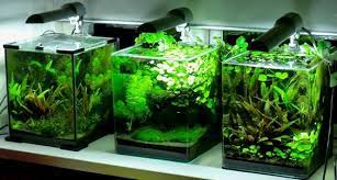 The Fishtank Dwarf Puffer Tank 5 Gal Nano Tank Nano Aquarium Aquascape Aquarium Aquascape