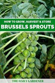 How To Grow Harvest And Store Brussels Sprouts Sprouts Brussel Sprout Plant Brussel Sprouts