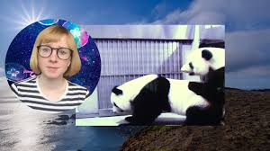 I Watched These Pandas Have Sex. I’ve Never Been So Happy.