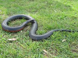 Originally described by george shaw in 1794 as a species new to science, it is one of eastern australia's most commonly encountered snakes. Red Bellied Black Snake Snake Catcher Brisbane