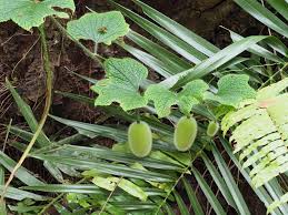 Image result for Peponium