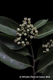 Image result for Maranthes