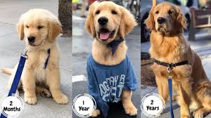Golden Retriever Puppy Growing Up 2 Months 2 Years Too Cute Golden Retriever Retriever Puppy Golden Retriever Puppy