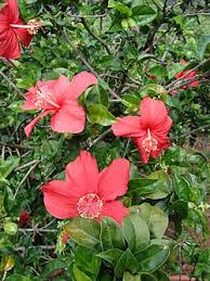 Image result for Hibiscus rhabdotospermus