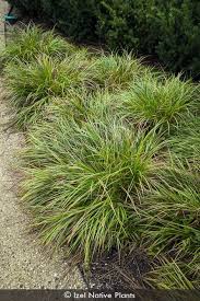 Image result for Carex sp.no.1