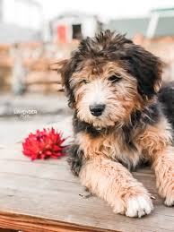 Check spelling or type a new query. Lavender Bnb Farm Doodle Puppies For Sale Goldendoodle Aussiedoodle Mini Doodles In Northern California Best Of W I N E C O U N T R Y