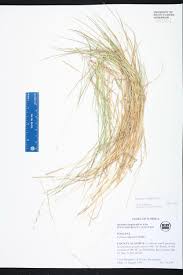 Image result for Cyphia lasiandra