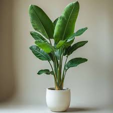 Image result for Strelitzia