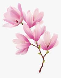 Magnolia Clipart Spring Hd Png Download Transparent Png Image Pngitem Pngkit selects 112 hd magnolia png images for free download. magnolia clipart spring hd png