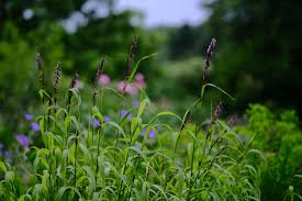 Image result for Aspilia ciliata