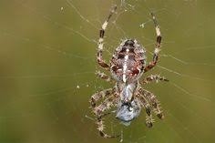 Die Gartenkreuzspinne Ist Wohl Unsere Bekannteste Heimische Spinne Foto Helge May