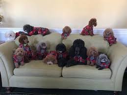 Compare your options and call now. Island Animal Hospital Marco Island Fl Pet Supplies