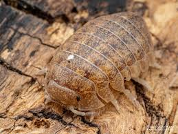 Image result for Disa brevicornis