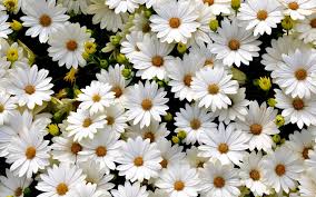 Find & download free graphic resources for daisy flowers. Daisy Flower Background 1920x1200 Resolution Wallpaper Image Background Picture Wallpaperimageshd Com