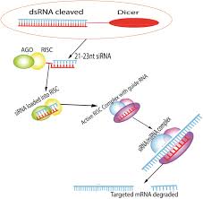 For other uses, see pc (disambiguation). Advances In Exogenous Rna Delivery Techniques For Rnai Mediated Pest Control Springerlink