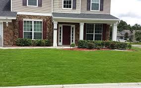 It just needs to be cut shorter, and because of its stronger leaf, thicker leaf, it's a little bit tougher to cut. Emerald Zoysia Lawn Maintenance