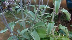 Aranto Planta Do Madagascar De Grande Sucesso Contra Cancer E Outros Aranto Planta Plantas Madagascar