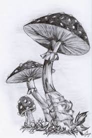 Black And White Mushroom Drawing Mushroom Drawing Black And White Google Search In 2020 Mushroom Art Mushroom Drawing Drawings